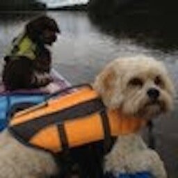 sjtraver01's profile picture. Media Specialist and all around book lover!  I love to travel and visit new places, read books and watch hockey. My dogs Sebastian and Seeley are the best!