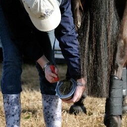 an eventer forced to go to college after an amazing gap year as a working student