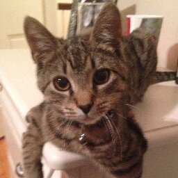 SirPrincetonCat's profile picture. frequent nap taker