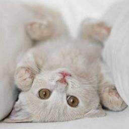 Amante de la naturaleza, la buena mesa y pasarla bien. Odio las injusticias. Cat lover. TV Junkie. Opinionada de todo.