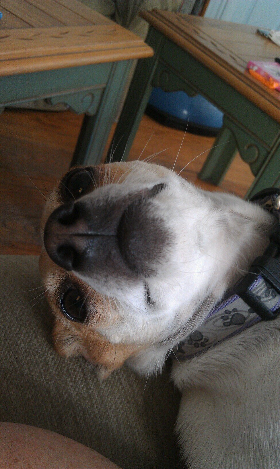 ShortnessP's profile picture. Shorty got them apple bottom jeans and the boots with the fur.