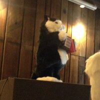 Jenny Conlee (@conleejenny) 's Twitter Profile