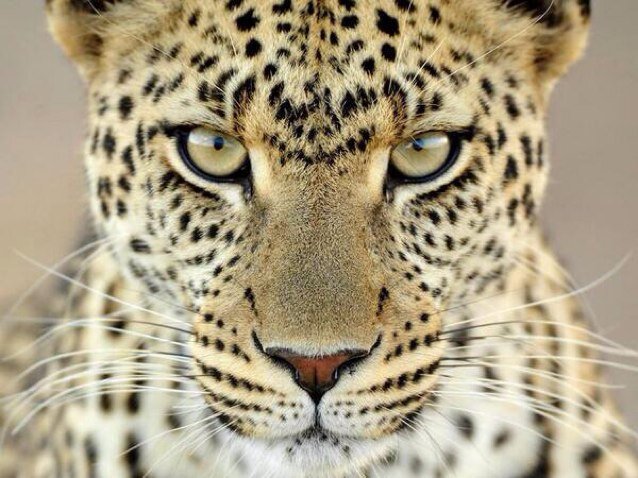 Providing photos, facts, and everything animal related everyday.