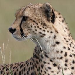 Serengeti Cheetah