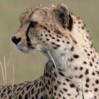 Serengeti Cheetah(@SerengetiCheeta) 's Twitter Profile Photo