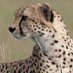 Serengeti Cheetah (@serengeticheeta) Twitter profile photo