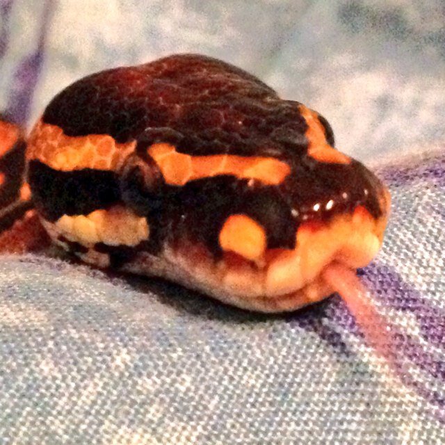 DonnyBalls's profile picture. Hobby breeder/keeper of Royal/ball pythons and some other species of snakes.