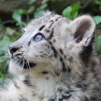 しろくま ロマサガ3リマスターはじめました まずは指輪転がしを確認 10オーラムできれいな指輪を買い 王家の指輪を2500オーラムで売る を無限に繰り返せるお馴染みのあれ ロマサガ3