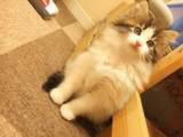 ねころびさんのハルキくんを追っかけていました(｀・ω・´) ハルキくんが家猫になってしまって、心に穴が空いたままです。今でもハルキ好き、ねころび好きの人仲良くしてね☻