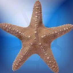 StarFish, living underwater, what I see is you.