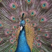 フィル (@fillfiawem) Twitter profile photo