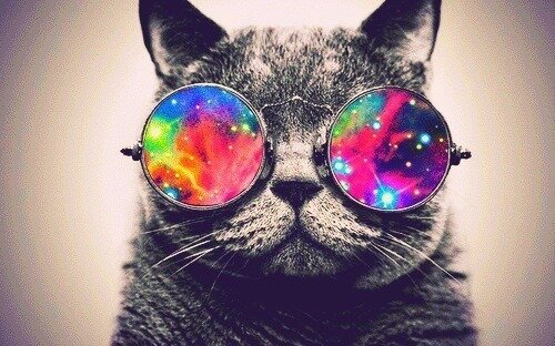 #TeamFollowBack, sex, drugs, alcohol, kittens.