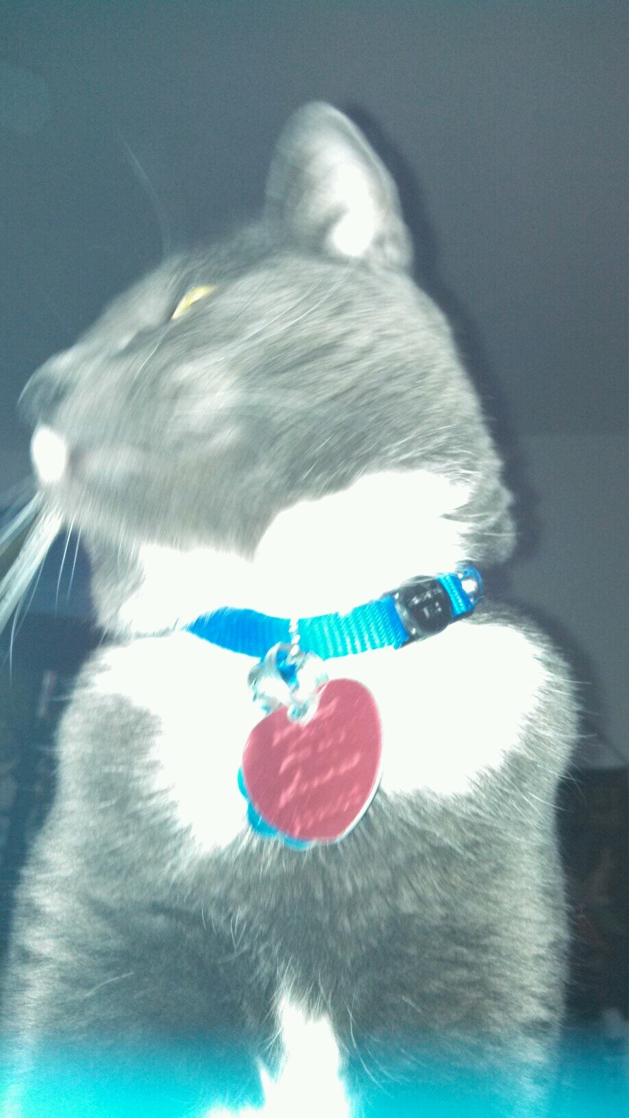 loves to sing and cats.