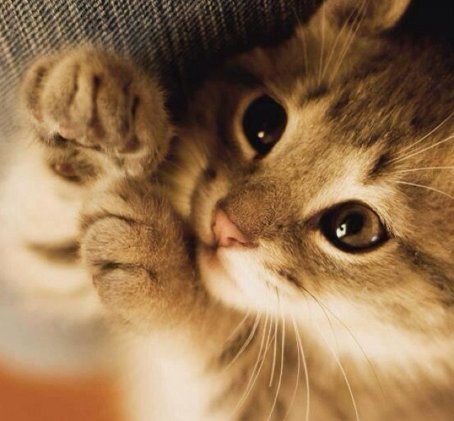 The cutest animals on twitter