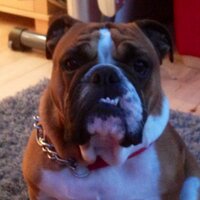Lee Williams (@willy_ambo) 's Twitter Profile