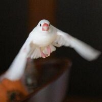 viora (@viorasan) Twitter profile photo