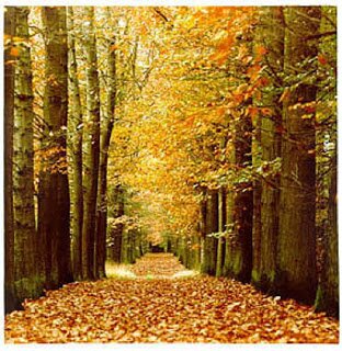 AutumnWeek's profile picture. NHTV# Week 48 will be all about the Autumn in the Netherlands. Come by in our Restaurant Sibelicious or check out the Specials in the Catering
We see you soon