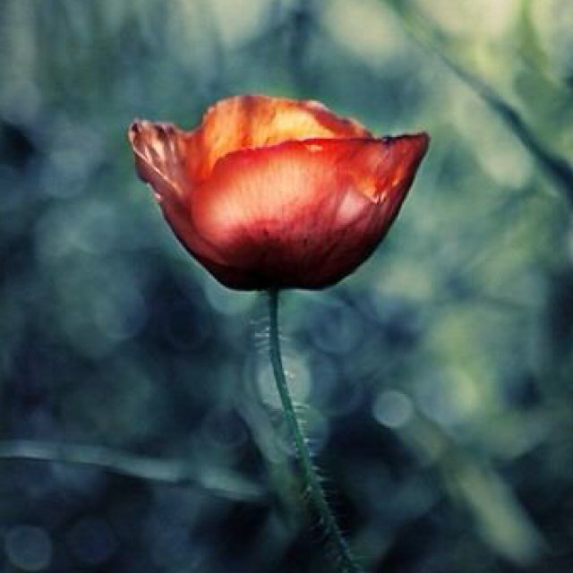 szszszmimi's profile picture. 1番大切な誰か。あなたにいますか。