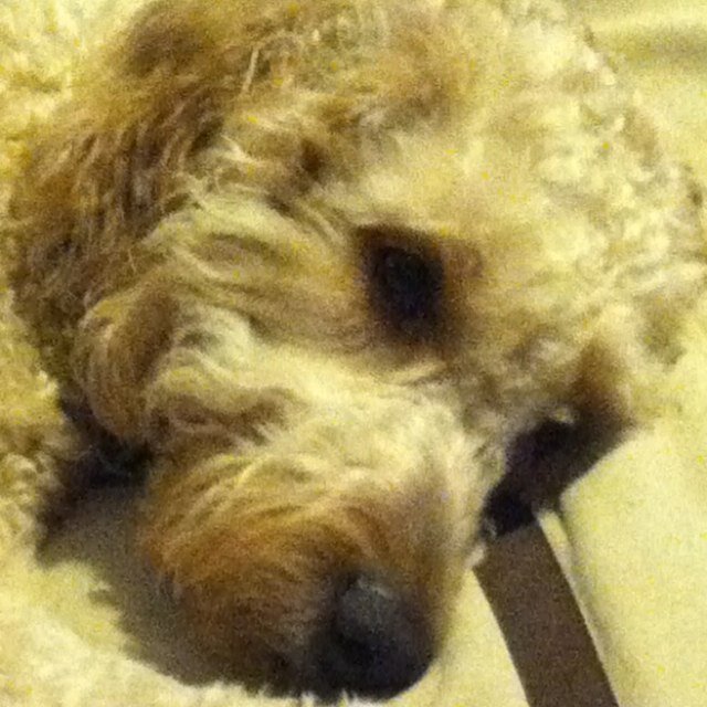 red_one34's profile picture. I can't parallel park