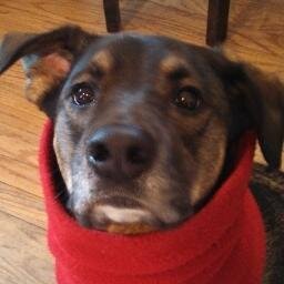 My name is thor, i am a doge fan and i like beggin strips,yo