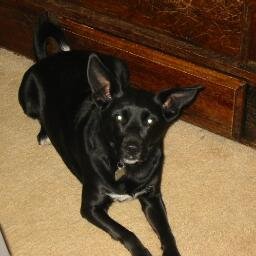 Retired pediatric RN ~ Animal advocate.