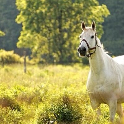 Wonderbaarlijk Mooie paarden foto`s (@paardenfoto2) | Twitter SE-13