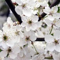 Fatma Çoban (@f_coban) 's Twitter Profile