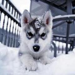 Te gustaría encontrar tu mascota ideal? Contacta con nosotros y te la encontraremos. Visita nos en Facebook y Twitter.