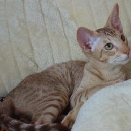 ptahsdescendant's profile picture. Cattery Ptahs Descendants züchtet elegante Katzen mit viel Charme und Temperament der Rassen Siam & Orientalisch Kurzhaar.