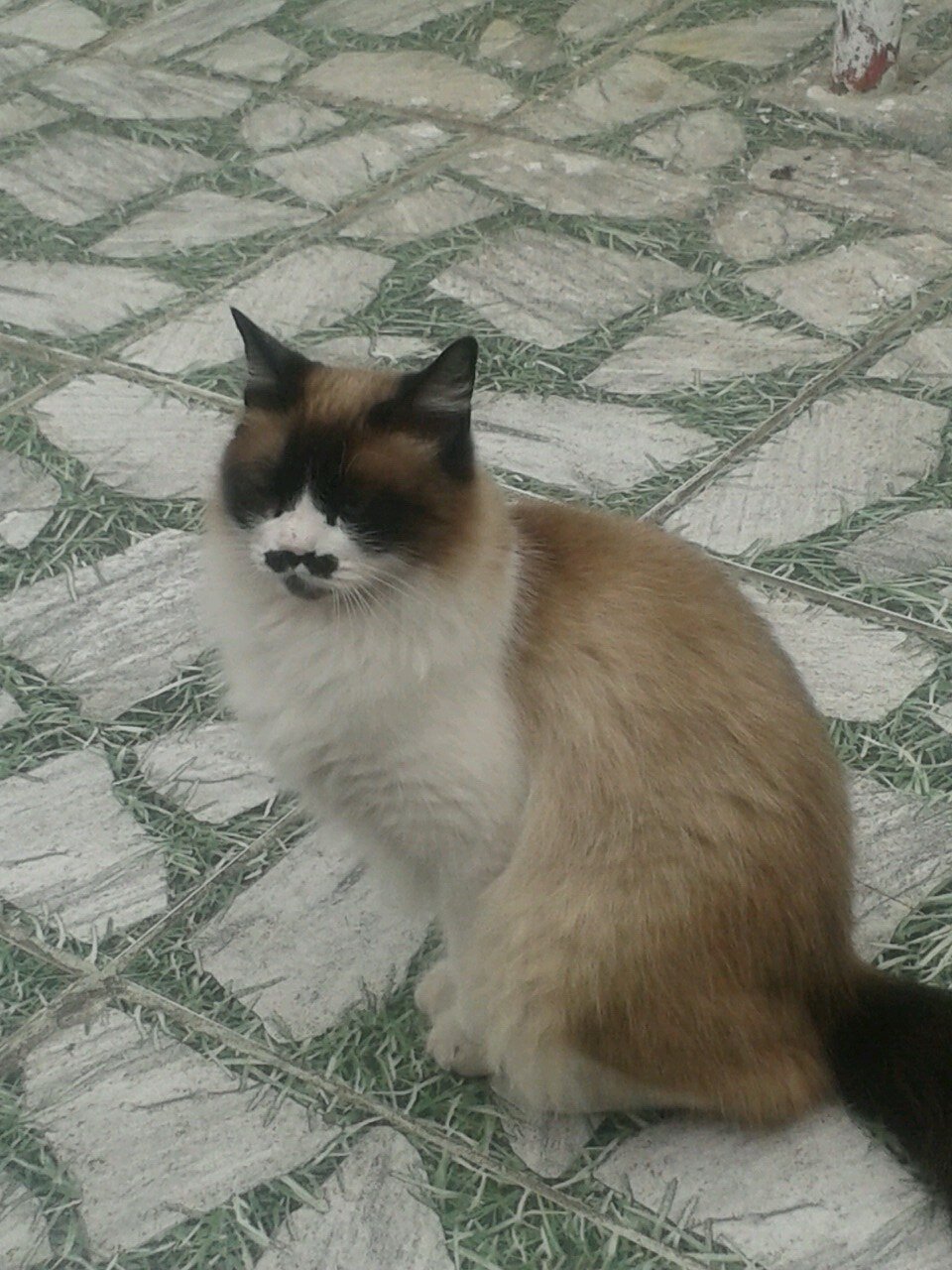 Bem vindo está é a Família Buscapé !