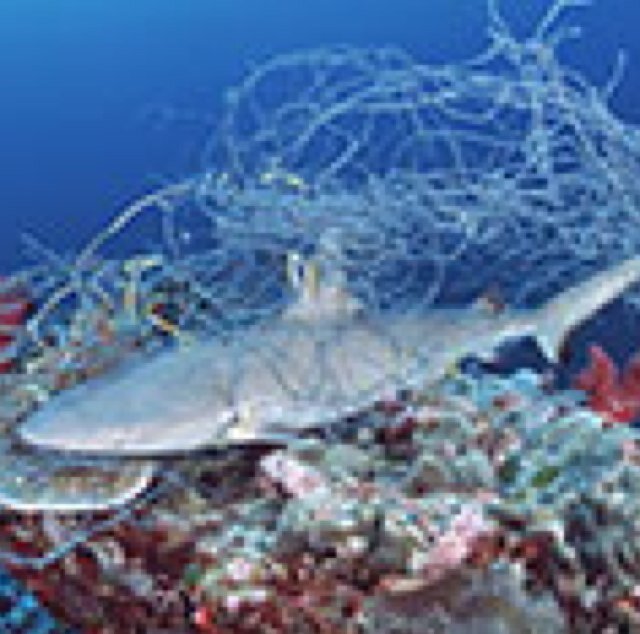 High School Marine Biology Project: Help us to
inform the public and put an end to Ghost Fishing by Gillnets and Traps.