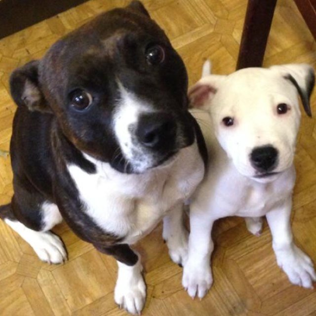 #teamstaffie #goonerdogs 
 we love to run around on the beach layla is 1year 6months and bain is 6months