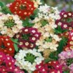 danielita04001's profile picture. me gusta la politica, y me gusta la musica desde la del pop hasta la musica electronica.