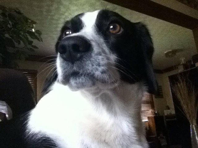 I am a beagle born on 8-17-2010! I have a great mom & dad, and of course a big brother. He's a St.Bernard! Pfttttt!