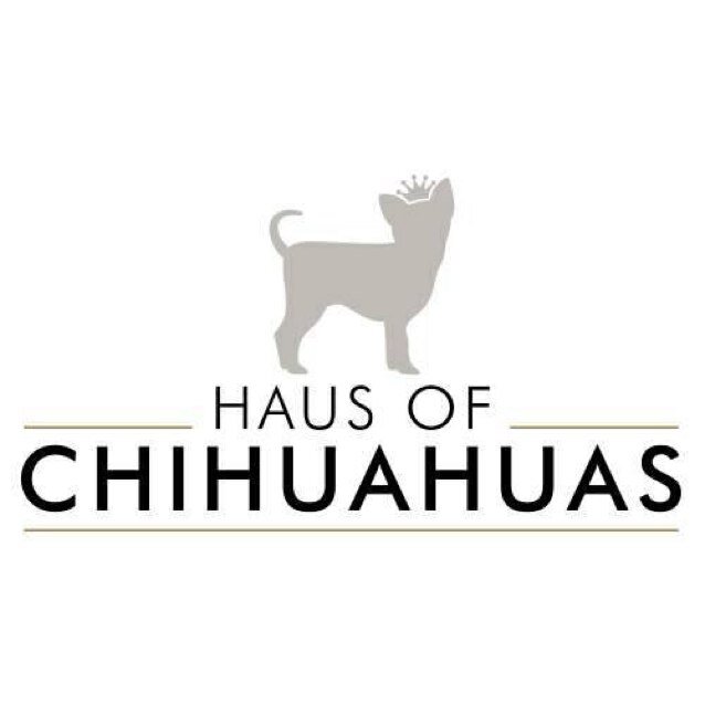 Models 📷 Travellers 🌍 Bloggers ✏️ Event Organiser. Join us at the Summer #FestOfChihuahuas 💥 in aid of Chihuahua Rescue UK #AdoptDontShop