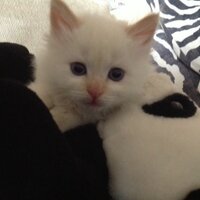 Ery (@bilde2008) 's Twitter Profile