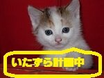 架空の嘘ニュースつぶやいてます。