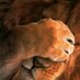 Dan Lion (@lion_thought) Twitter profile photo Dan Lion (@lion_thought) Twitter profile photo