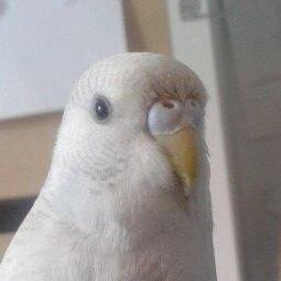 Tweets all day, eats all night.