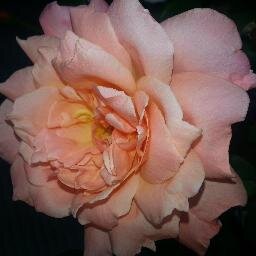 SandraAbell2's profile picture. 