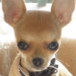 Where all my female canines at?