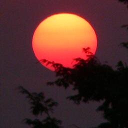 SomervilleScene's profile picture. 