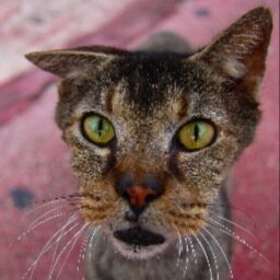 photoshap's profile picture. The views expressed here are mine and mine alone. They do not reflect my employer or any agency I may be associated with.