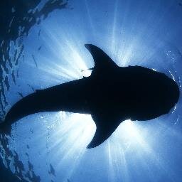 You like sharks? Follow us