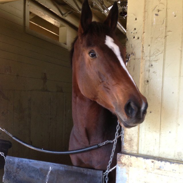 Former Television Anchor/Reporter, Thoroughbred Horse Racing Addict