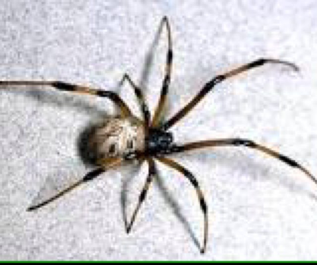 spider_phill's profile picture. Hey, im a spider, i like watching people but i hate scaring them, if you tell me to stay out if somewhere ill do it, also can talk