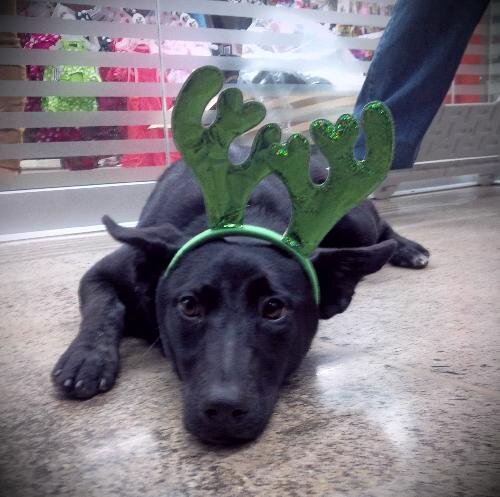 gracecobe's profile picture. master reiki, terapeuta de flores de bach y mexicanas, deeksha giver, rescate y rehabilitación de mascotas