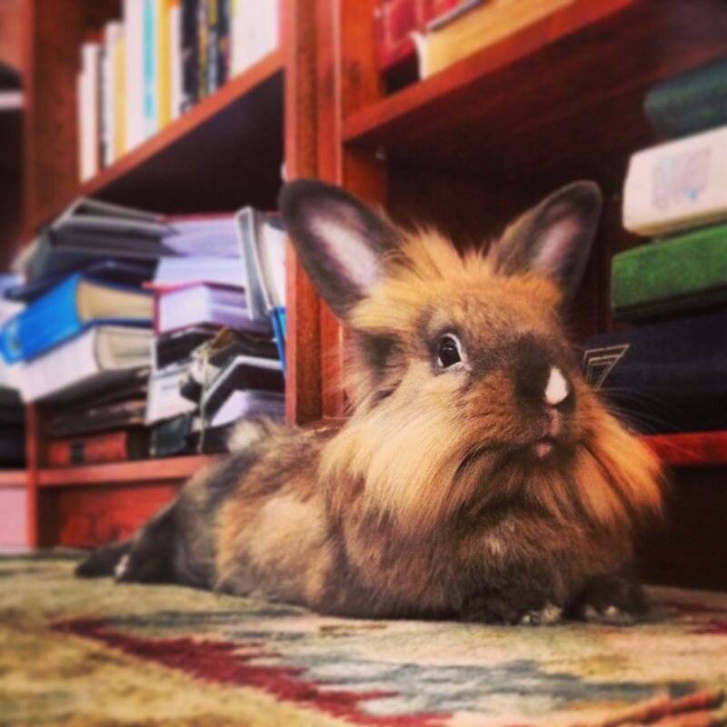 Born in Israel, growing up in Holland. I spend my days guarding my vast empire against pesky two-legged creatures.
