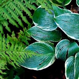 Garden & Landscape designer