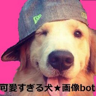 可愛すぎる犬 画像bot Kawaisugiru Dog Twitter